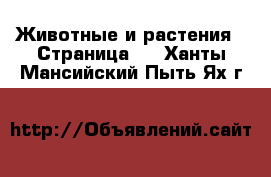  Животные и растения - Страница 7 . Ханты-Мансийский,Пыть-Ях г.
